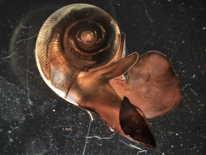 A sea butterfly in the genus Limacina