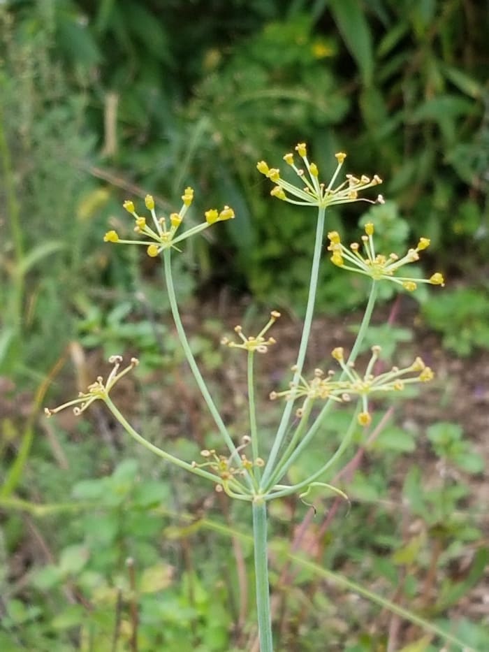 Dillweed flowers springing up from the feathery weed used for seasoning.