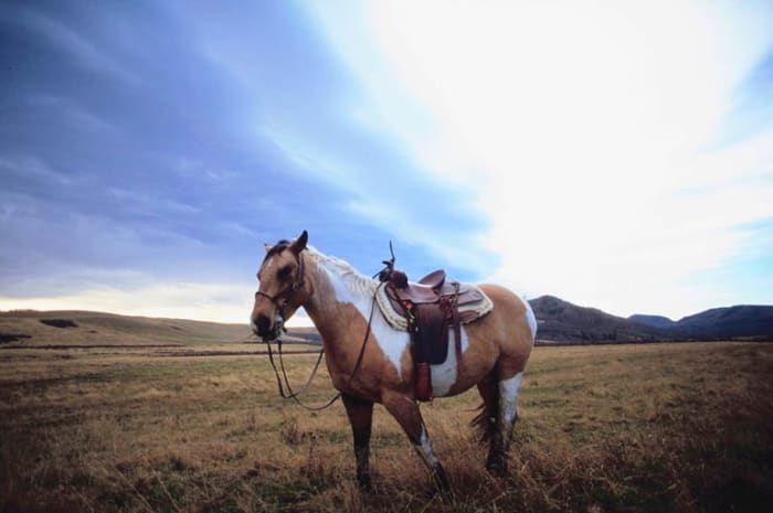 It is better to loose your horse than your life, so make sure you let go of your reigns on the way down.