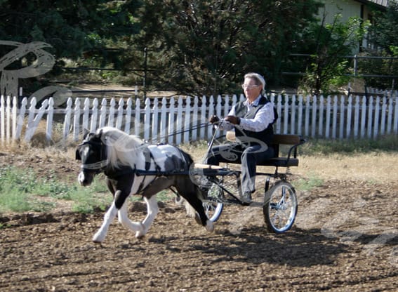 Rascal at a blazing extended trot developed in the HyperBike and carried through in his EE Pleasure driving cart. One judge told us that the only way he could extend any further would be to put a slinky in his spine!