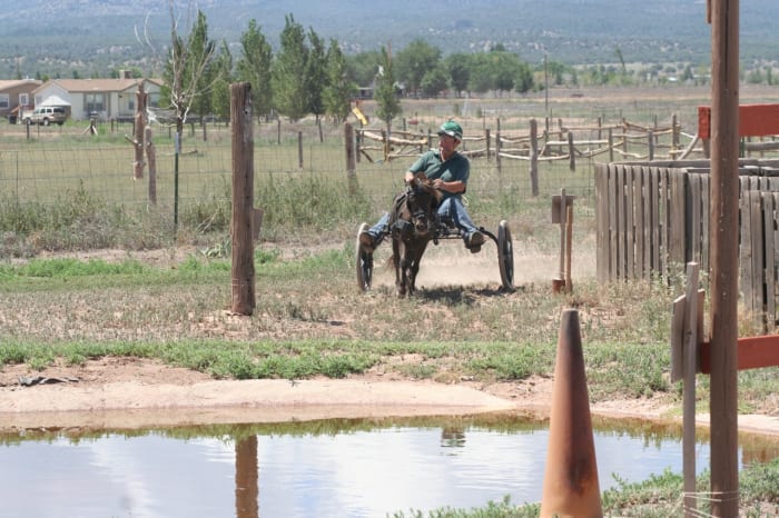 PJ coming in to a water obstacle. At the Training level, there is always a way around the water. PJ is working at the next level up and must navigate through the water. At this level, he may canter, and is enjoying the faster pace.