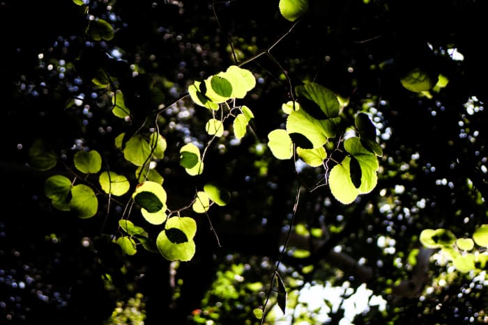 This shot was taken using the dappled light through the trees.