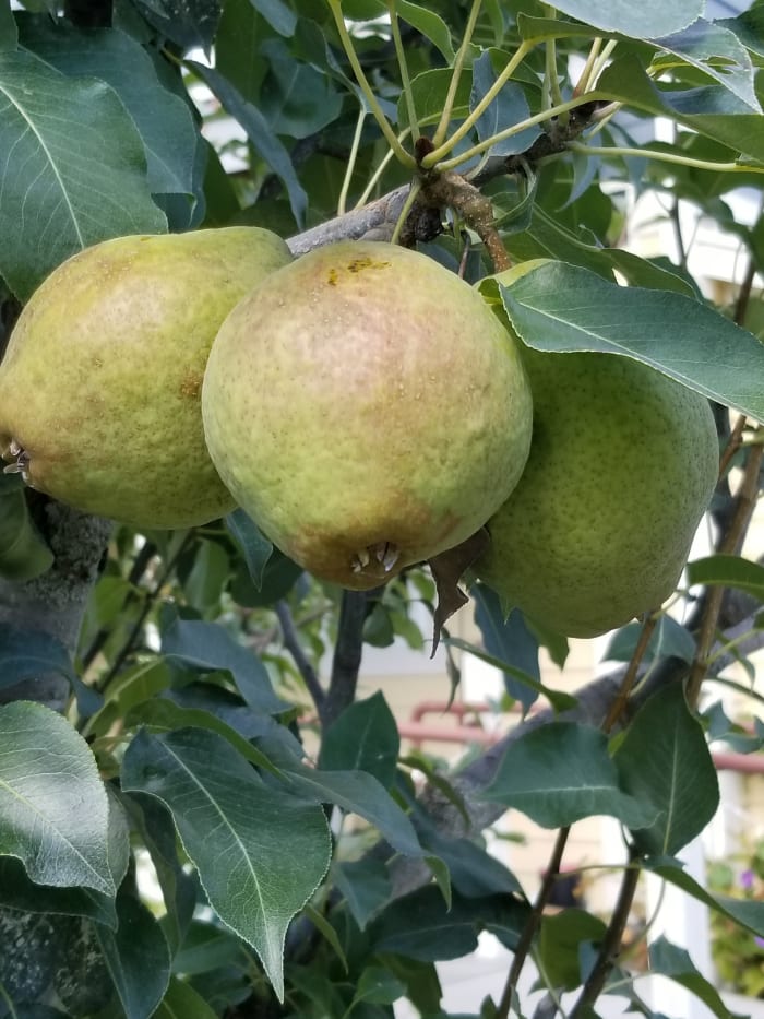 Trio of ripe pears weighing down a tree branch in my neighbor's front yard (same one with the apple tree)
