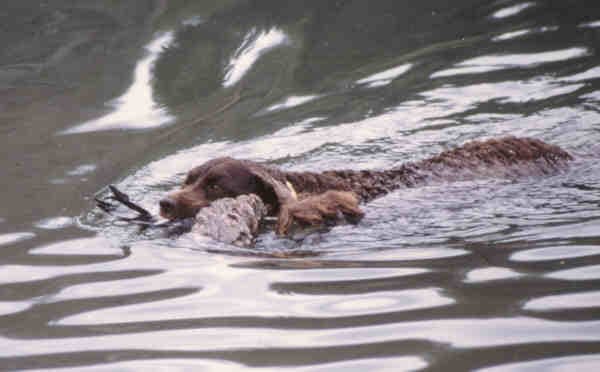 Pictured above is an American Water Spaniel retrieving a duck for their owner. The dog's coat is naturally waterproof, allowing this breed to swim with a particular gracefulness.
