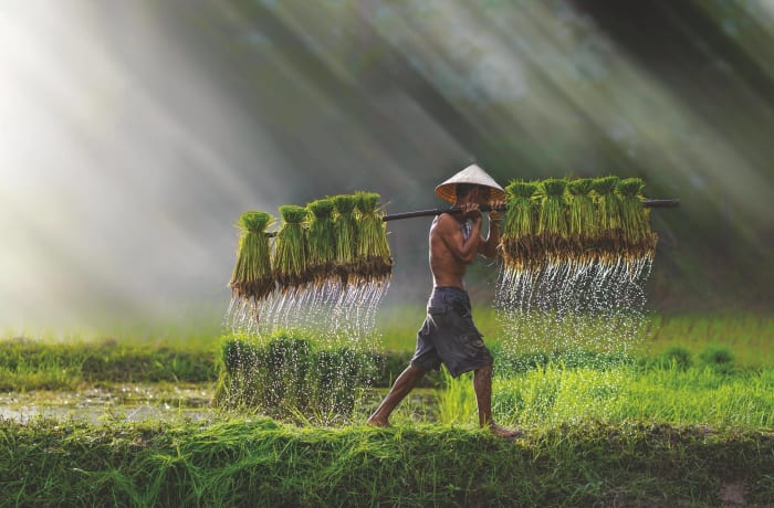 Thanks in part to its adaptability to different climates and versatility as a source of food, rice can be described as the single crop that has fed a greater number of people on this planet than any other.