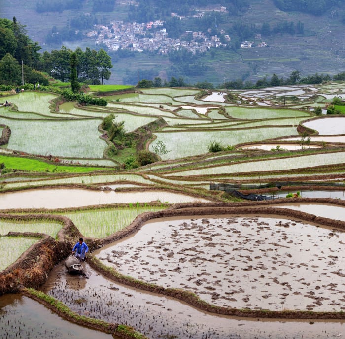The Oryza sativa species of rice was domesticated in a single region in China about 10,000 years ago, and it was from there that it spread to the different parts of the world.