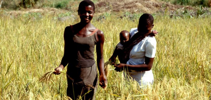 There are so many different cultural customs and beliefs across the world about the origins, histories, and uses of rice.