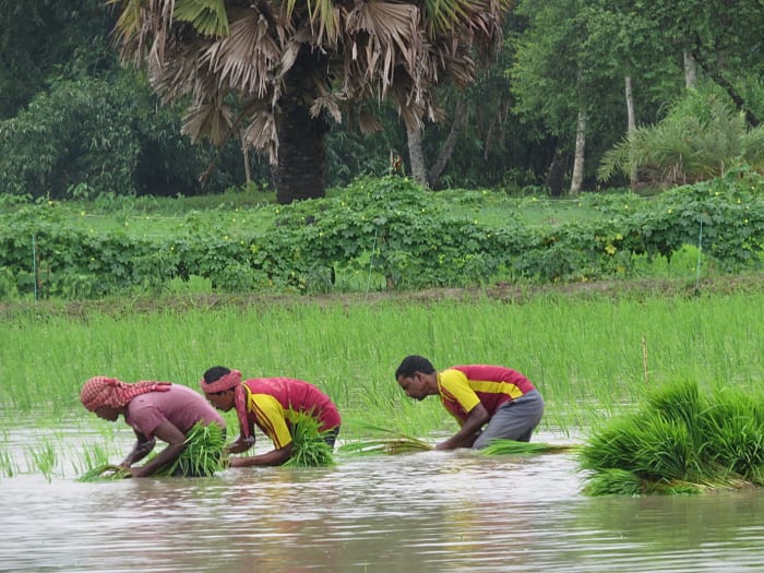 Rice is generally grown in human-made swamps that can be puddled into a fine and slimy consistency whenever sowing is done.