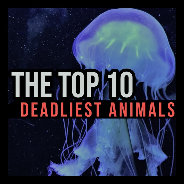 From the deathstalker scorpion to the marbled cone snail, this article ranks the world's deadliest (and most dangerous) animals.