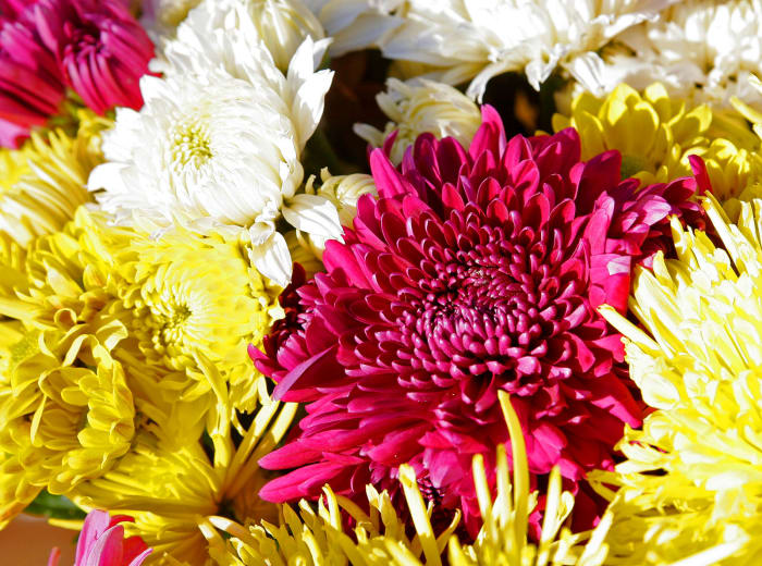 The chrysanthemum flower grows in orange, pink, red, white, and yellow and is a fitting symbol for the varied moods of November.