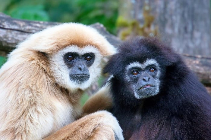 Lar gibbons range from sandy to black in color. Unlike the case in some gibbons, their color doesn't depend on gender.