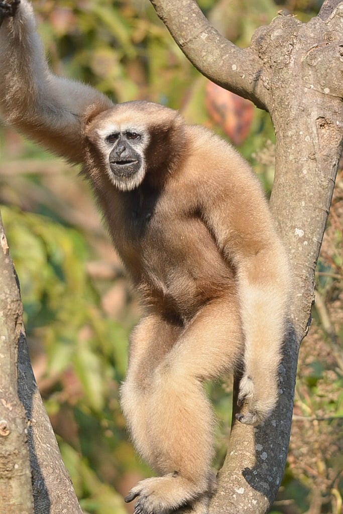 This is a female western hoolock gibbon.