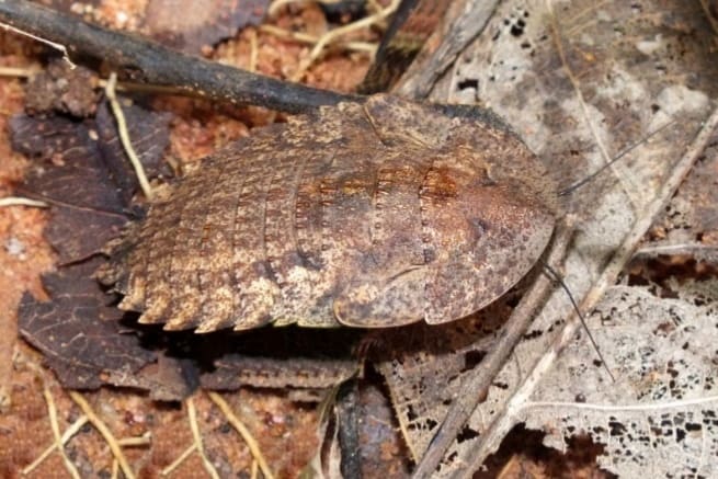 Trilobite Cockroach