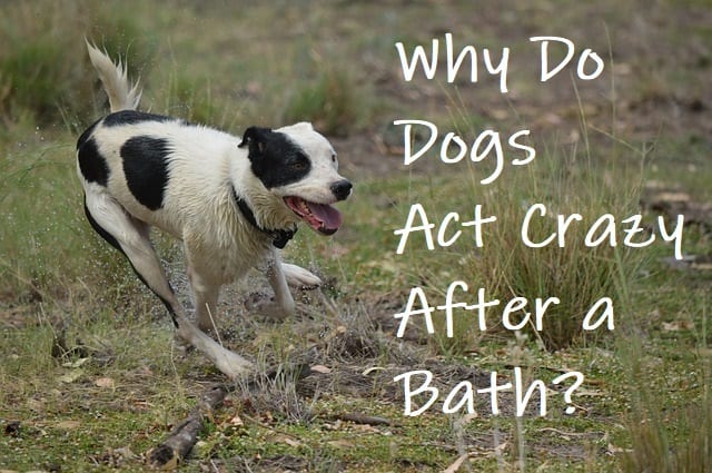 Some dogs are go go go after a bath!