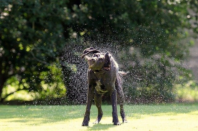 Moving and shaking can help a dog dry out after a bath.