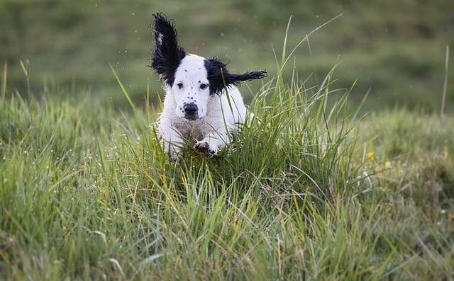 Some dogs can't wait to be free after a bath!