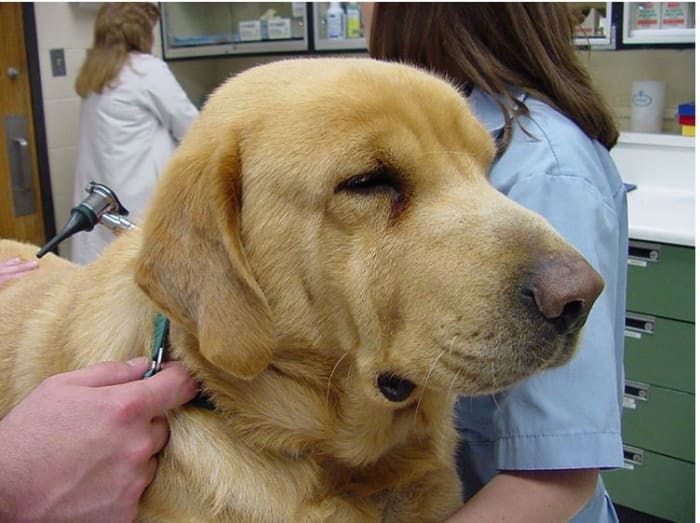 Tragic Face in Hypothyroid Dog