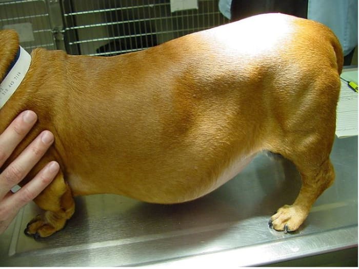 Addominal distension and muscle atrophy in a dachshund with endogenous Cushing's syndrome