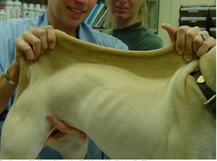 Ehlers-Danlos syndrome in a mixed breed puppy