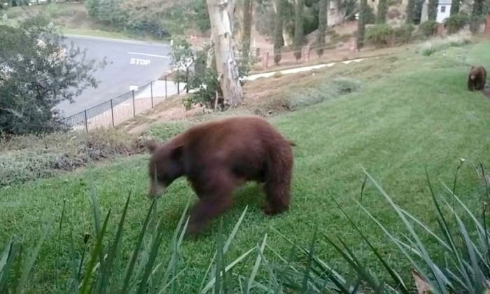 This black bear, roaming through the neighborhood of Arcadia, is actually a cinnamon color, rather than black. She's being followed by two cubs.