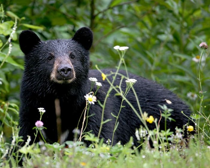 Twenty-seven black bears were brought to the San Gabriel Mountains from Yosemite National Park in 1933.