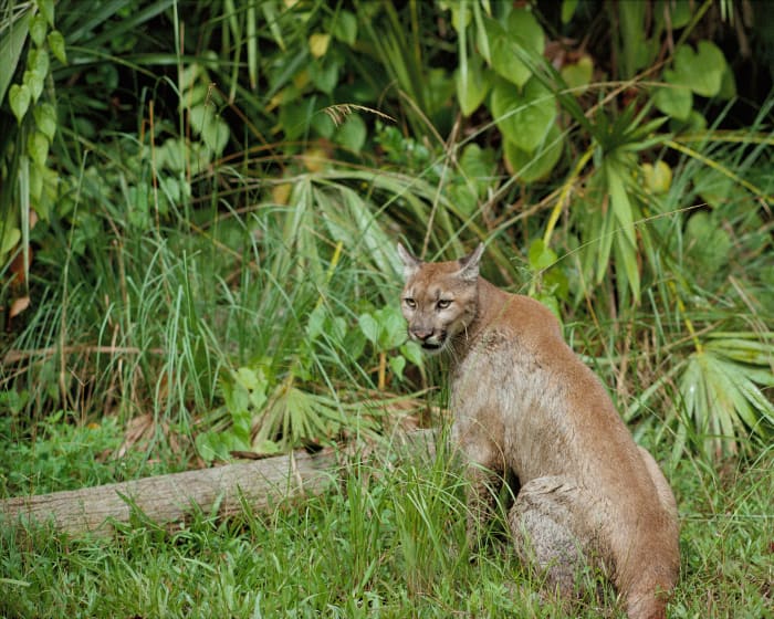 This shows a beautiful section of the National Wildlife Reserve, where a Florida Panther has found a home.