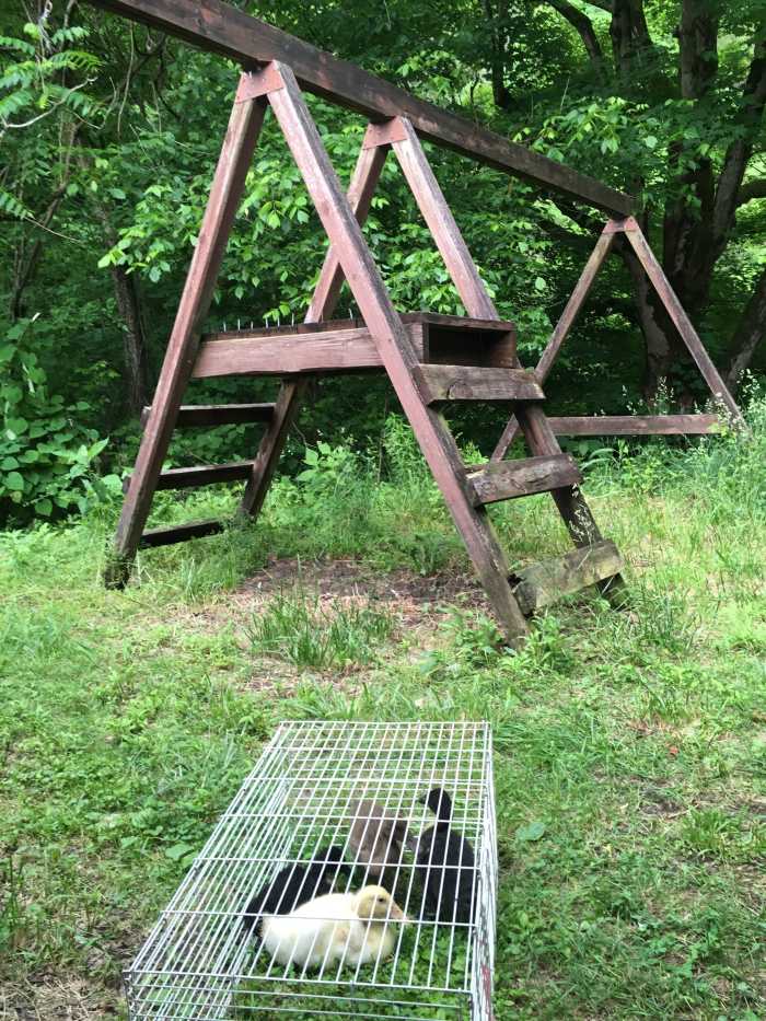 How to Convert a Swing Set Into a Chicken Coop or Duck 