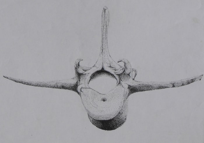 Pointillist Drawing of a lamb spinal section of the back showing detailed dots expressing nice subtle form.