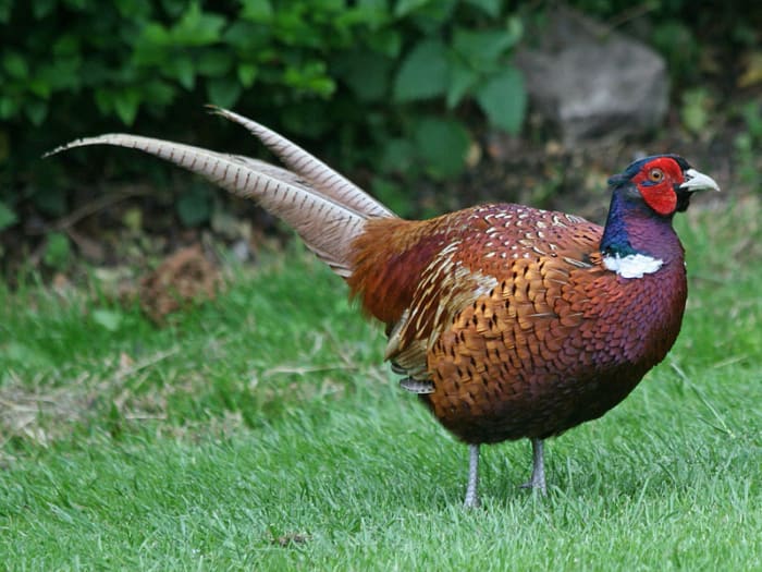 I am not a pheasant plucker, I'm a pheasant plucker's son. I am only plucking pheasants 'till the pheasant plucker comes.