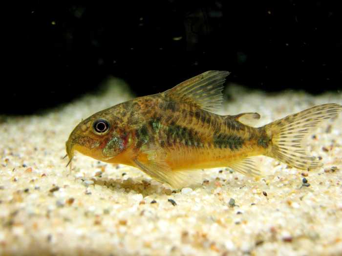 Corydoras paleatus, the peppered cory. Copyright Christian Ude, licensed under the Creative Commons Attribution-Share Alike 3.0 Unported license.
