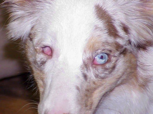 An Australian Shepherd with Persistent Pupillary Membrane, a possible side effect of poor breeding. (Photo: ASHGI.org)