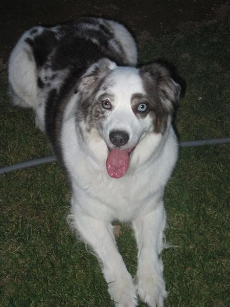 A gorgeous "double merle" dog. He was deaf and was lost to cancer after his sixth birthday, possibly because of his genetics.