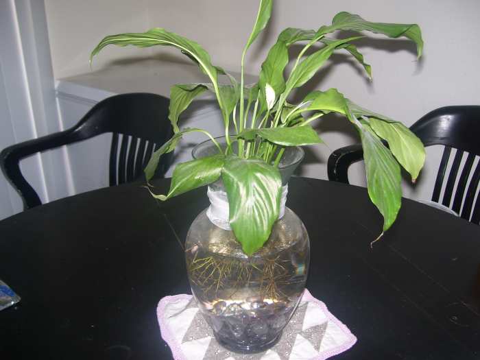 I currently don't keep Betta fish (or any other pets) because I don't have the time to take care of them. My vase is without a fish, but makes an easy and beautiful way to keep plants as well!