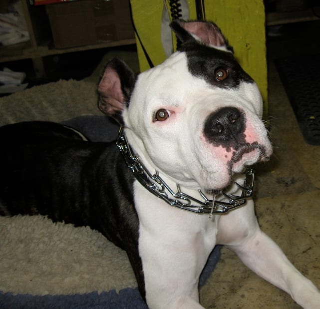 This gorgeous dog's owner cropped his ears poorly with a pair of scissors. Cropped ears should point straight up.