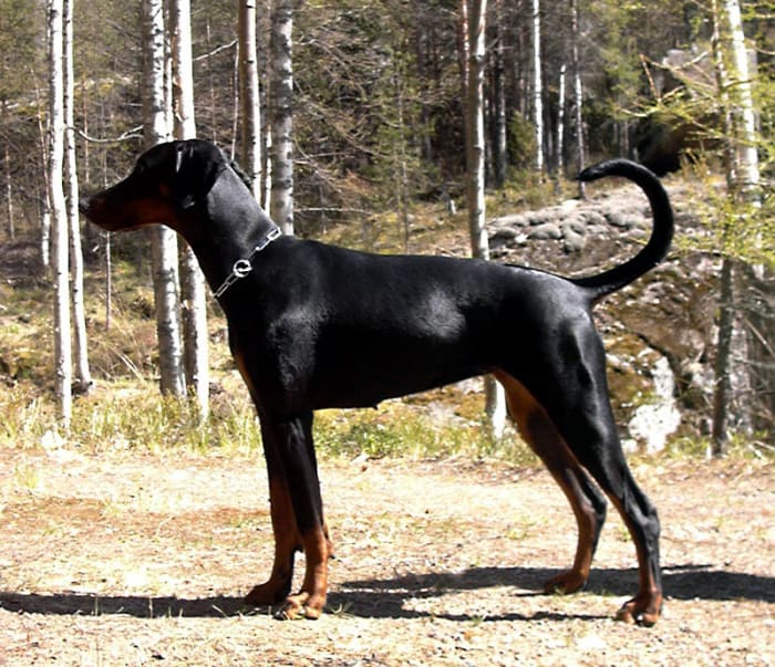 This first photo is of a natural Doberman Pinscher, sometimes considered unrecognizable because of its drastically different overall shape.