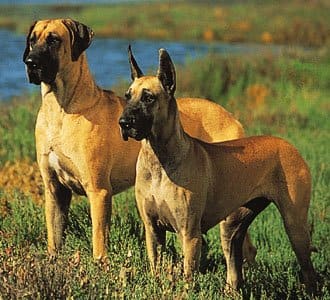 Great Danes. The one on the left has natural ears, and the one on the right has cropped ears. (Photo by Ron Kimball)