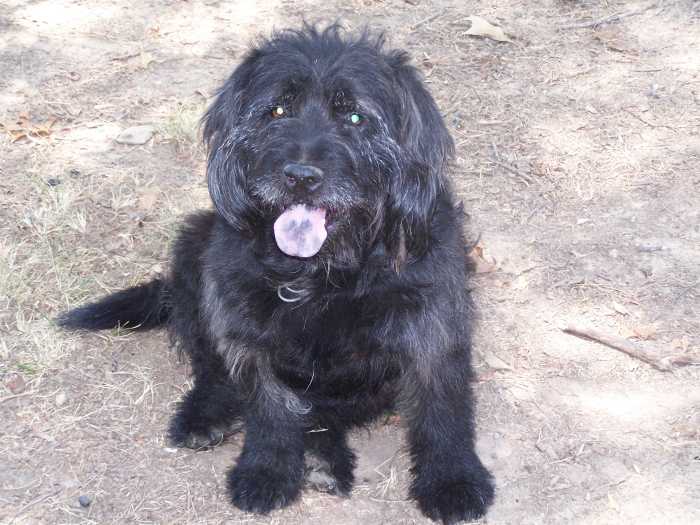 Puppy doesn't look much like a Schnauzer dog here. But when he is groomed properly, he looks a lot like a Schnauzer. And Puppy definitely has the Schnauzer wiry coat and personality.