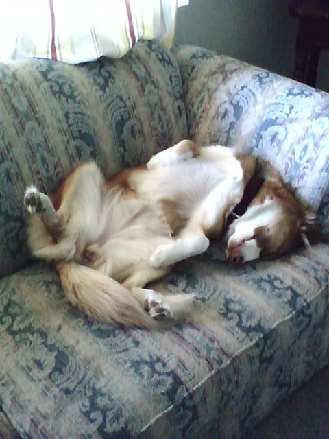 If you have a sexy dog please send your pictures to me so that your fur-baby can be in my next hub!