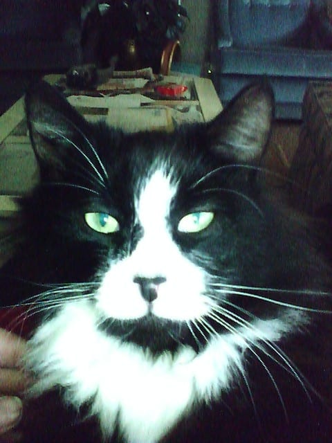 I think this is one of Zorro's best shots. Those eyes just take the cake on the meaning of sexy!