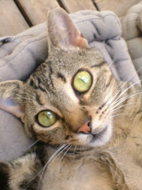 This cutie pie definitely has lots of sex appeal (photo courtesy of the Bard Of Ely)