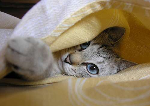 This picture was sent in by Jen (InspirePub) Although this is not her cat, we felt this cutie deserved an honorable mention.
