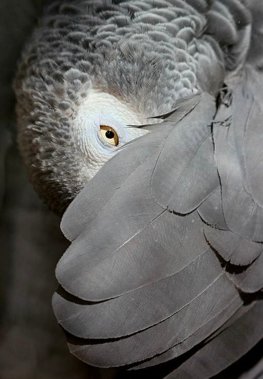 alex__the_famous_grey_parrot_has_passed_away