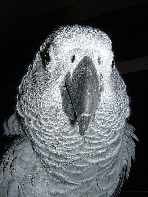alex__the_famous_grey_parrot_has_passed_away