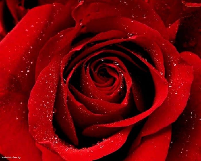 Flowers... are a proud assertion that a ray of beauty outvalues all the utilities of the world. ~Ralph Waldo Emerson