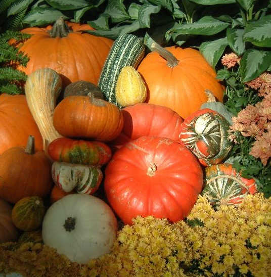 The different squashes, both edible and decorative, are favorites at this time of year.