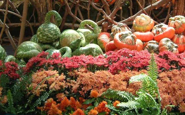 Harvest vegetables like gourds and squash and autumn flowers are suitable for table centerpieces and altar or hearth displays.