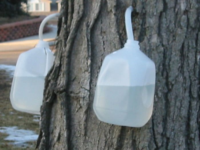 Sugar maple sap collected in recycled plastic gallon milk jugs in Michigan, USA.