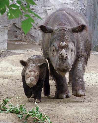 Cincinnati Zoo - Emi the Sumatran Rhino with her unprecedented third calf "Harapan" ( male) .