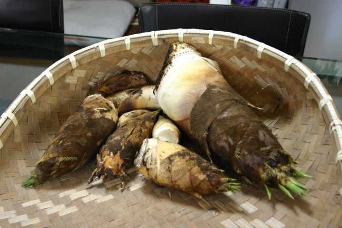 Bamboo shoots or bamboo sprouts