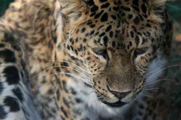 Amur leopard photo by Linda Hoxie